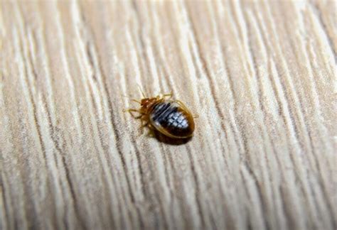 old bed bugs in couch.